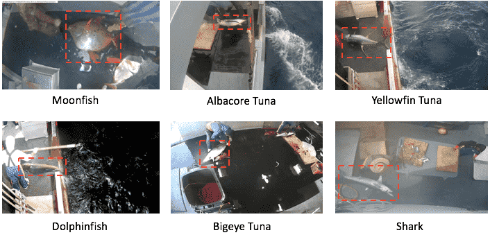 Fish Species Detection